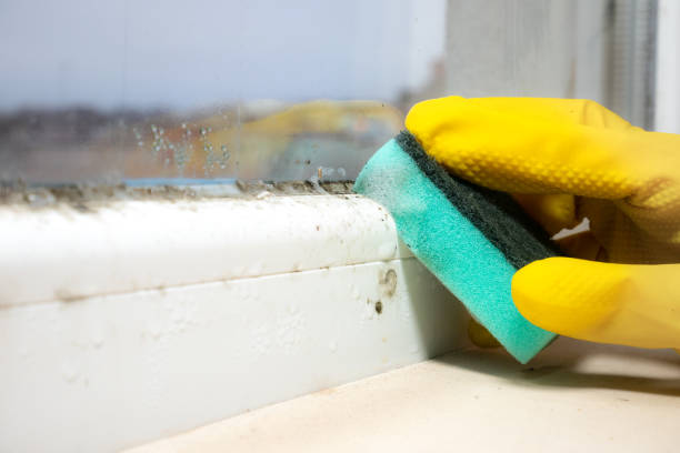 Best Bathroom Mold Remediation in Chubbuck, ID