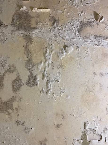 Best Post-Flood Mold Remediation in Chubbuck, ID